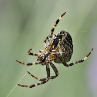 Spinnen vertreiben & bekämpfen: Hausmittel gegen Spinnen in Haus & Wohnung