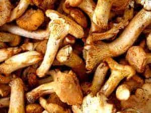 Auch frische Pfifferlinge, Steinpilze und Maronen können einfach für mehr Haltbarkeit eingefroren werden