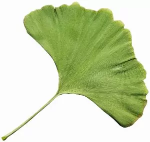Als natürliches Alzheimer Hausmittel ist der Extrakt aus Ginkgo biloba sehr geschätzt