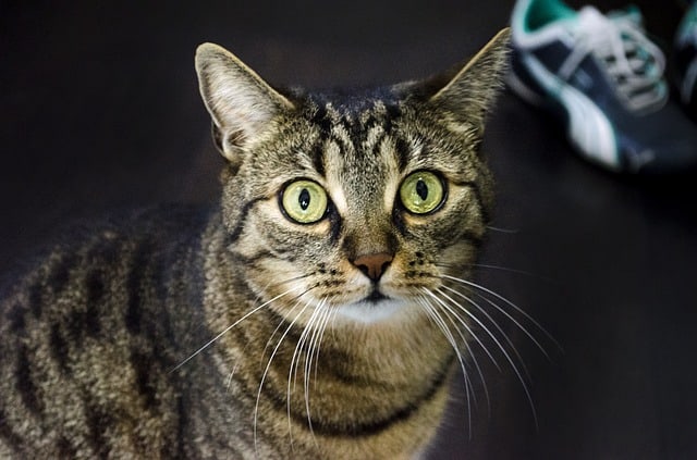 Katze Verstopfung Hausmittel Katze Verstopfung Hausmittel
