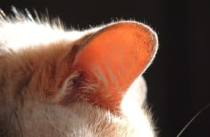 Katzenmilben besiedeln vor allem die Ohren (Ohrmilben)