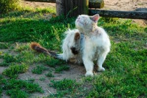 Milben bei Katzen lösen Juckreiz und Hautentzündung aus. Natürliche Behandlung mit Hausmitteln