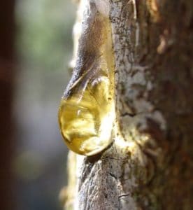 Mit Hausmitteln lässt sich Baumharz aus Kleidung und vom Auto einfach entfernen