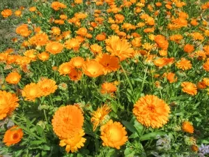 Ringelblumen helfen natürlich als Hausmittel gegen juckenden Hautausschlag und Ekzeme