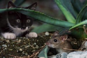 Um Wurmbefall vorzubeugen sollten Katzen keine Mäuse fressen