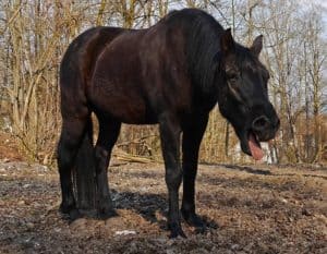 Wenn das Pferd hustet können natürliche Schleimlöser schnell Linderung schaffen