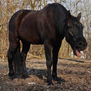 Wenn das Pferd hustet können natürliche Schleimlöser schnell Linderung schaffen