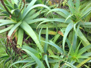 Aloe Vera kann natürlich Pickel unter der Haut entfernen, ganz ohne aufschneiden oder aufstechen