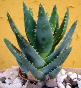 Aloe Vera reinigt und entgiftet den Darm