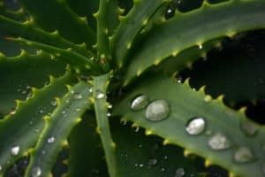 Als eines der besten natürlichen Abführmittel hilft Aloe Vera schnell bei Verstopfung
