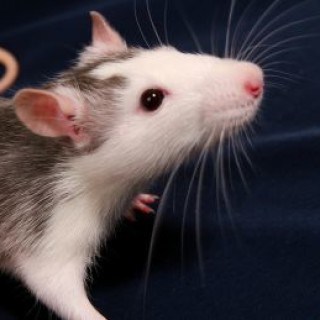 Bei Ratten im Haus helfen einige Hausmittel und Tipps, die Plage schnell wieder loszuwerden