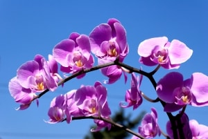 Bekämpfung von Wollläusen auf Orchideen: Alte Hausmittel als natürlicher Pflanzenschutz