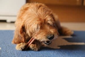 Ein Kauknochen für Hunde ist ein einfaches Mittel um Mundgeruch vorzubeugen