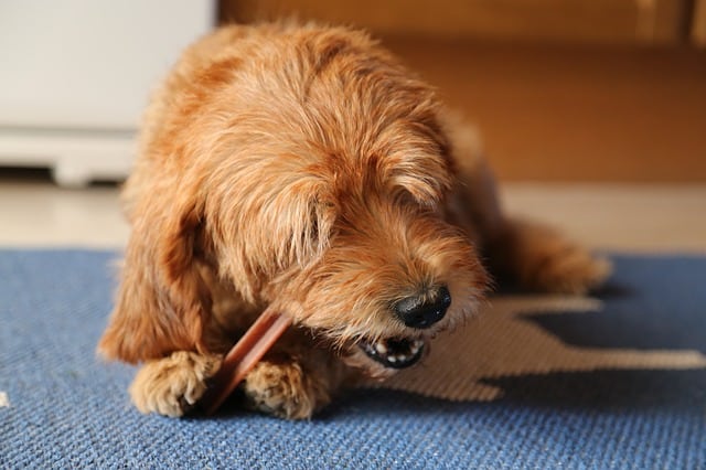 Hund hat Mundgeruch Hausmittel beseitigen schlechten Atem bei Hunden