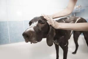 Eines der besten Hausmittel gegen Hundemilben ist ein Bad mit Teebaumöl Shampoo