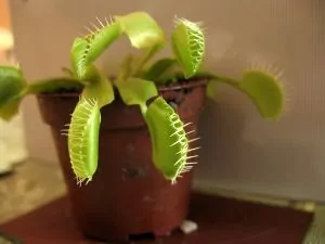 Fruchtfliegenfalle