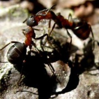 Hausmittel gegen Ameisen