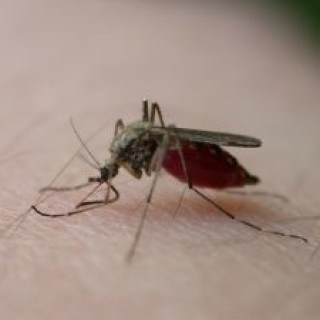 Hausmittel gegen Mückenstiche