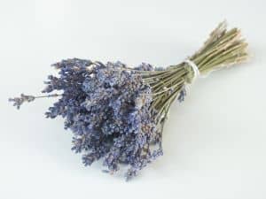 Kleidermotten verteiben mit dem einfachen Hausmittel Lavendel