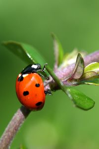 Marienkäfer sind ein natürliches Hausmittel um Blattläuse zu bekämpfen.