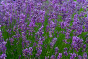 Mit dem natürlichen Hausmittel Lavendel lassen sich lästige Spinnentiere aus der Wohnung vertreiben