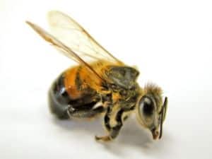 Nach einem Bienenstich können Hausmittel Schmerzen und Schwellungen behandeln