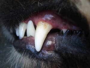 Plaque an den Hundezähnen verursacht häufig schlechten Atem bei Hunden