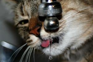 Viel trinken ist besonders wichtig wenn eine Katze unter Durchfall leidet