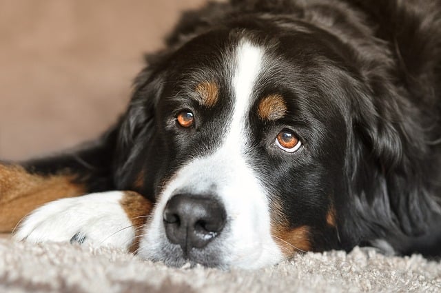 Nerv eingeklemmt beim Hund (Cauda Equina) Symptome, Behandlung, Erste